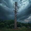 Фото по теме: Особенности планирования молниеотвода на самом высоком дереве участка
